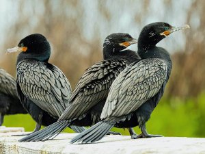 Neotropic Cormorants