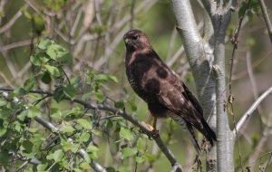 Common buzzard