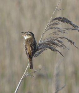 Sedge Warbler