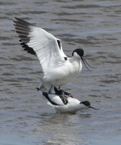 Mating Avocets