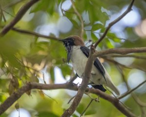 Bearded Bellbird