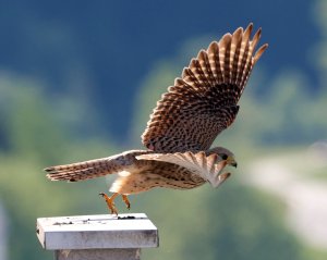 Kestrel