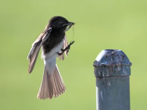 Black phoebe