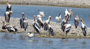 Painted Storks/Black-headed Ibis