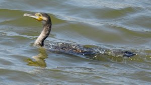 Indian Cormorant