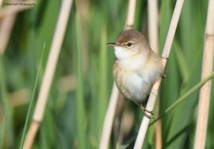 Reed Warbler 3225.jpg