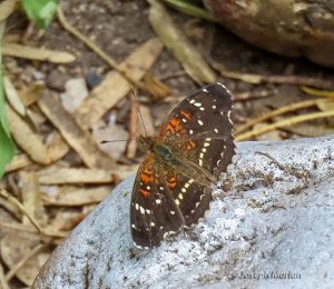 Texan Crescent (Anthanassa texana)