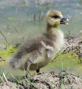 Greylag Goose