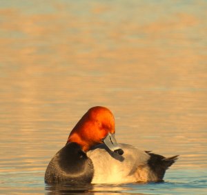 Drake Redhead, western Montana, USA