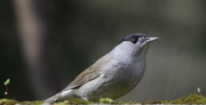 Eurasian blackcap