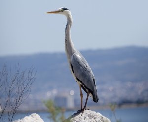 Grey heron