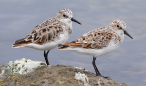 Little Stint