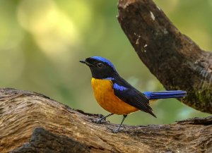 _Rufous bellied Niltava