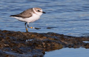 Kentish plover resized.jpg