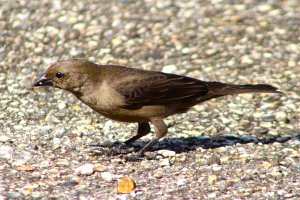 Shiny Cowbird (female)