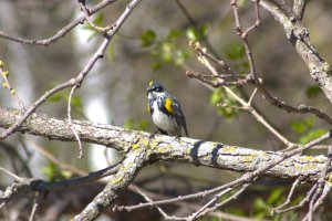 Yellow-rumped Warbler