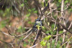 Yellow-rumped Warbler