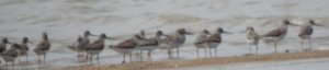 Terek Sandpiper Group