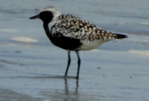 Black-bellied Plover in Summer Plumage