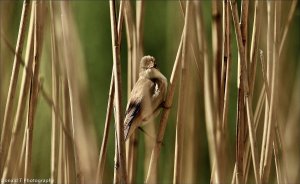 Reed Warbler