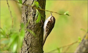 Treecreeper