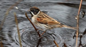 Reed Bunting (M)