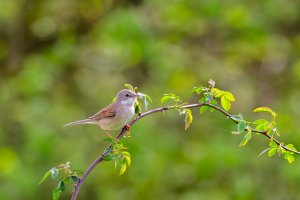 Common Whitethroat