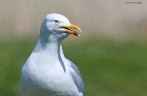 Herring Gull 3399.jpg