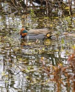 Green wing teal.jpeg