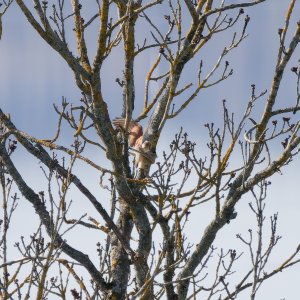 Kestrels mating