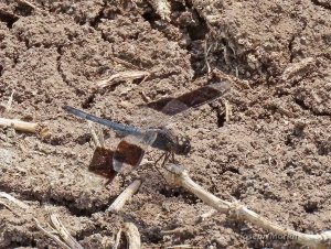 Band-winged Dragonlet (Erythrodiplax umbrata)