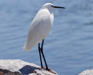 Little Egret