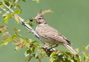 Crested lark