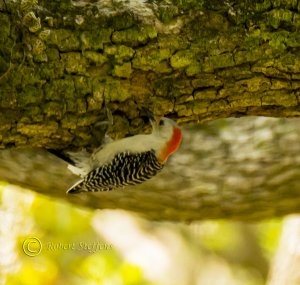 Red-bellied Woodpecker