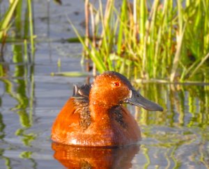 Drake Cinnamon Teal