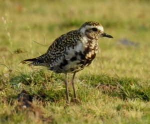 Pacific Golden Plover