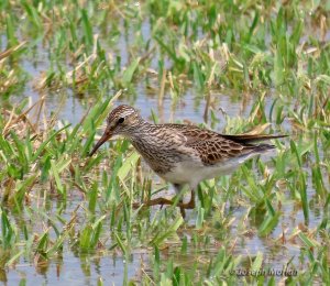 Pectoral Sandpiper