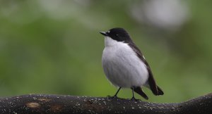 European pied flycatcher