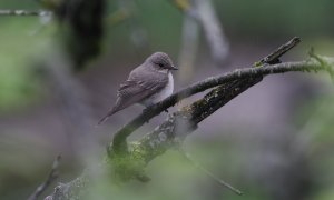 Spotted flycatcher