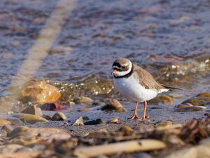 Common ringed plover