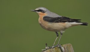 Northern Wheatear