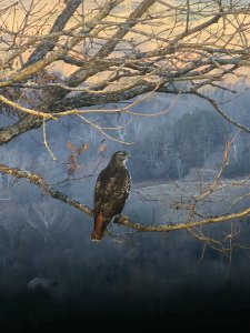 Red-tailed Hawk