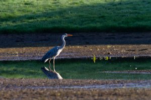 Grey Heron