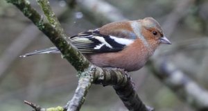 Chaffinch (M)