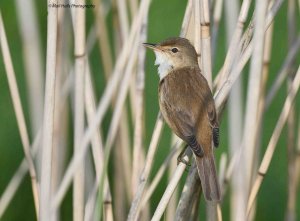 Reed Warbler 3481.jpg