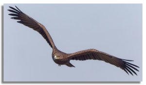 Greater Spotted Eagle