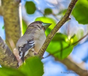 Evening Grosbeak