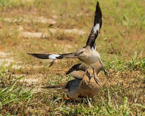 Mourning Dove, Northern Mockingbird