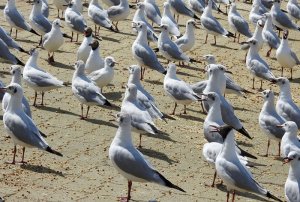 Gulls