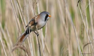 Bearded Tit 3605.jpg